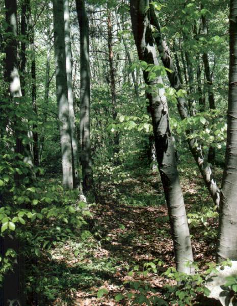 Bukova uma - Beech forest